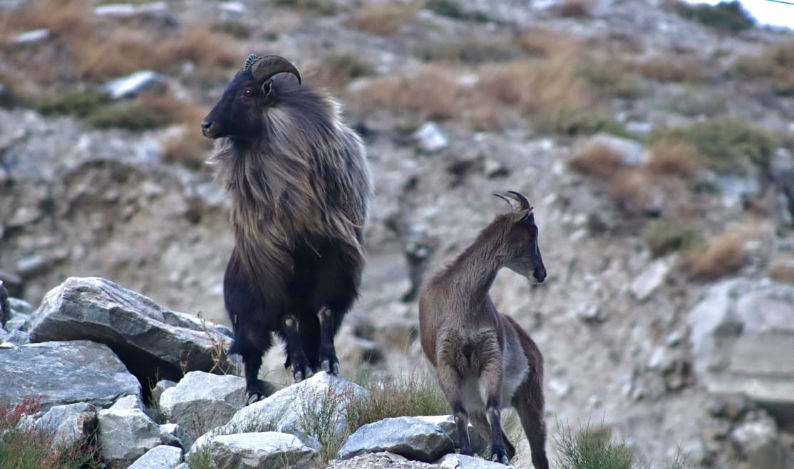 himalayan that niti valley tour packages